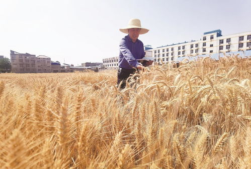 激活農(nóng)業(yè)芯動能
