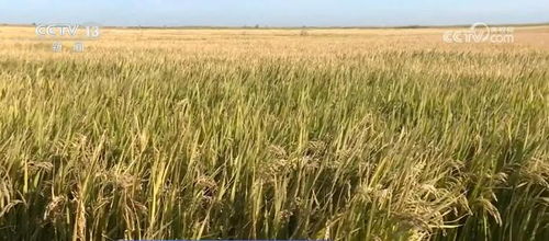 我國(guó)種業(yè)振興行動(dòng)取得階段性成效，初步摸清資源家底