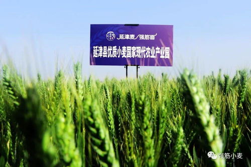 歲歲冬至，種業新篇