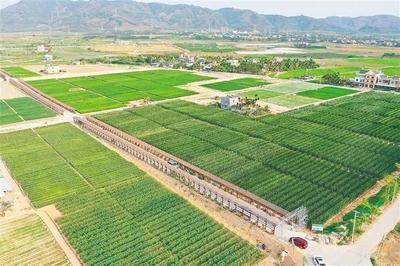 海墾南繁產業集團 深度參與南繁產業建設，打造種業新力量