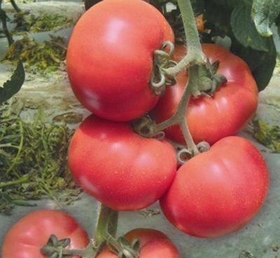 進(jìn)口高產(chǎn)大棚專(zhuān)用凱撒2008番茄種子 點(diǎn)亮有機(jī)蔬菜基地的未來(lái)