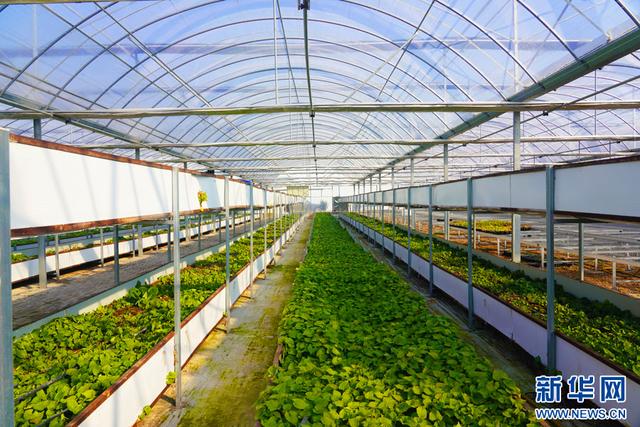 深圳市農(nóng)檢中心舉辦專(zhuān)題宣講 筑牢安全屏障，護(hù)航種業(yè)安全