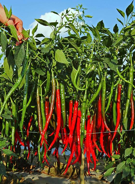 川椒種業(yè) 高產(chǎn)辣椒品種的五大關(guān)鍵特點解析